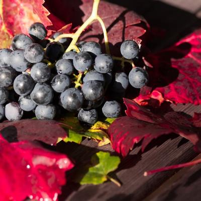 Photo grappe raisin rouge sur feuille de vigne