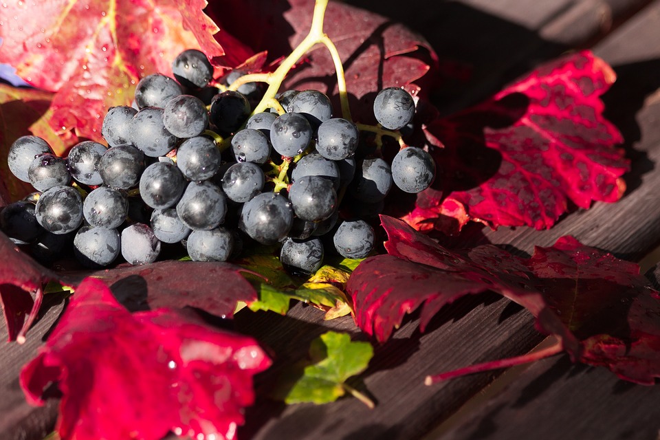 Photo grappe raisin rouge sur feuille de vigne