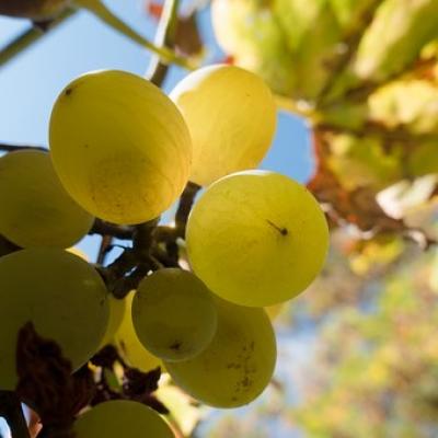 Pouilly Fumé 496 B SILEX AMPHORE